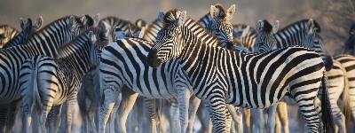 Zebras in the Serengeti